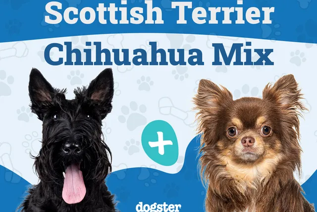 Scotchi (Scottish Terrier & Chihuahua Mix): Info, Pictures, Care & More