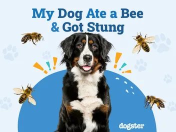 My Dog Ate a Bee & Got Stung: Our Vet Explains What to Do
