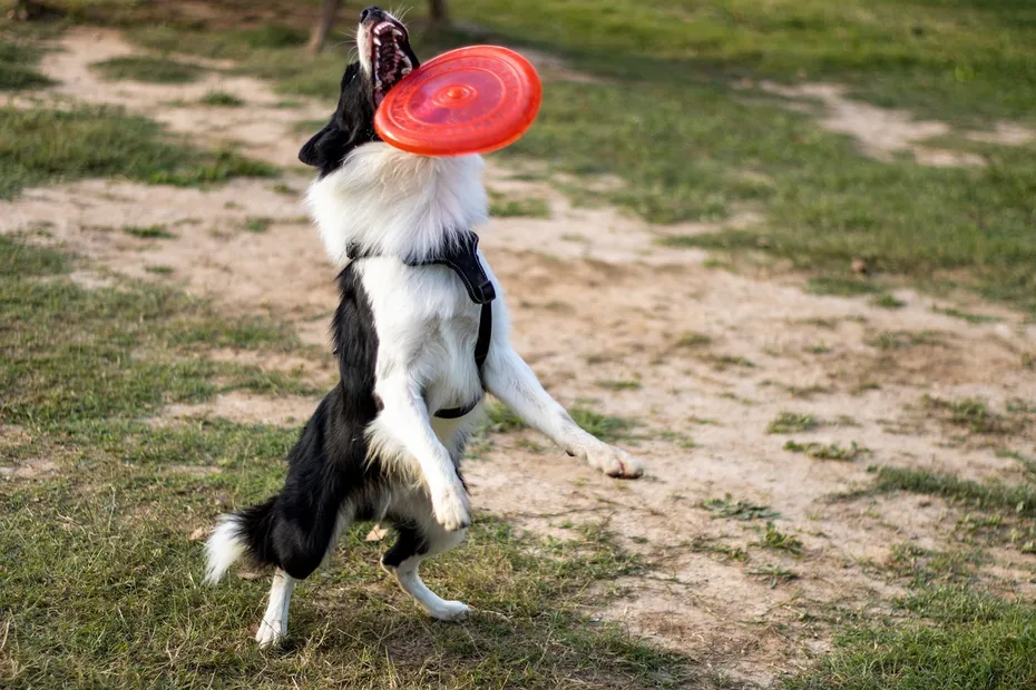 border collie catching a frisbee