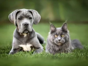 Will a Cane Corso Be Good with My Cat? Socialization & Training Tips