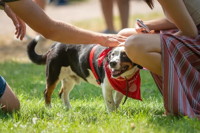 11 Vet-Verified Dog Park Safety Tips to Consider for a Smooth Experience