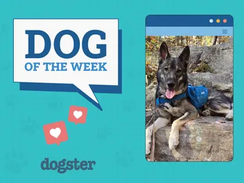 Dogster Photo Contest: Dogs of the Week Winners (December 19, 2024)