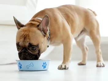 9 Best Dog Foods for Poop Eaters in 2026 – Reviews & Top Picks