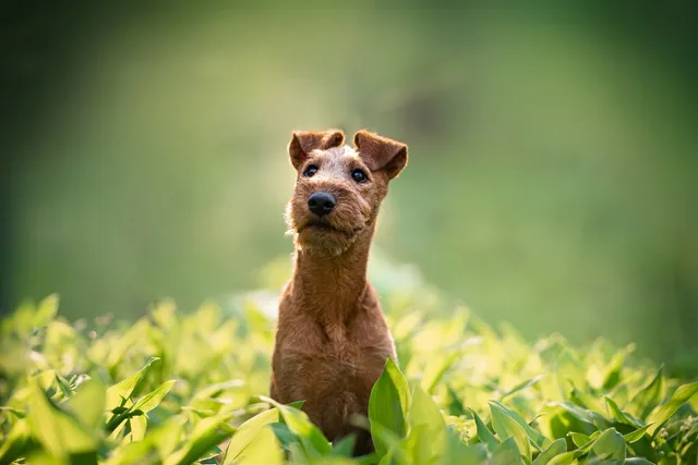 10 Dog Breeds With Button Ears: Info, Pictures & History