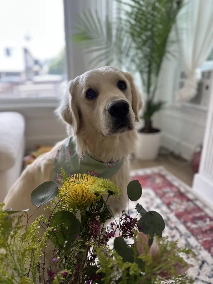 Meet Chilaquil The Golden Retriever Making the Internet Smile 5