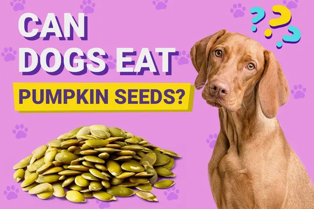 Can Dogs Eat Pumpkin Seeds? Vet-Verified Facts & FAQ
