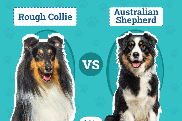 Rough Collie vs Australian Shepherd: The Differences (With Pictures)