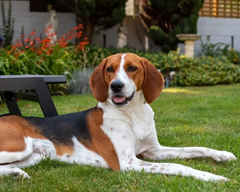 Kerry Beagle