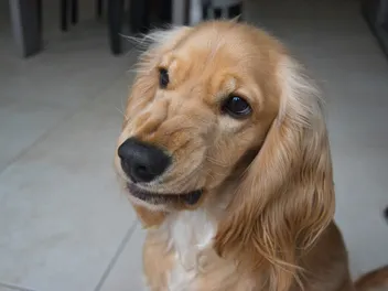 Why Is My Dog Being Aggressive? 8 Common Triggers (Vet Reviewed)