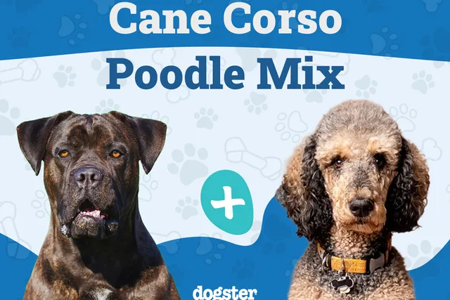 Cane Corso Poodle Mix: Info, Pictures, Traits & More