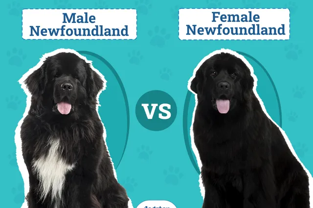 Male vs Female Newfoundlands: The Key Difference (With Pictures)