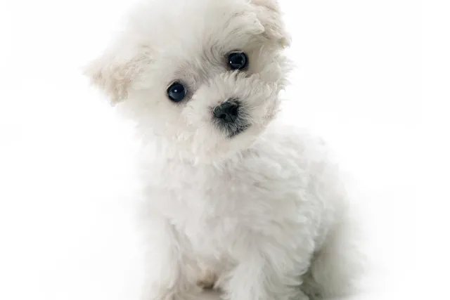 Teacup Bichon Frise Dog Breed: Info, Pictures, Temperament & Traits
