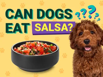Can Dogs Eat Salsa? Vet Approved Facts & FAQs