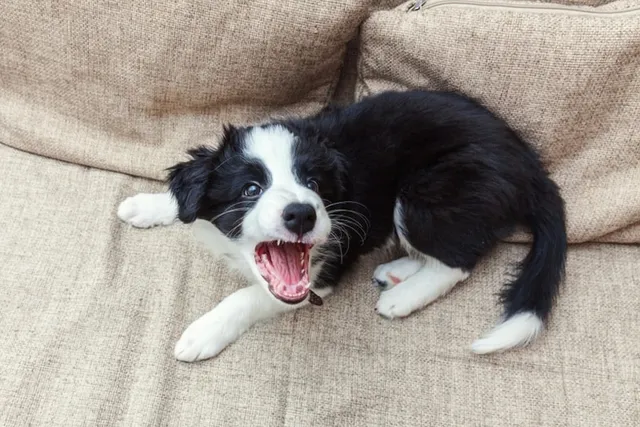 Why Is My Dog So Annoying? 10 Irritating Behaviors & What To Do