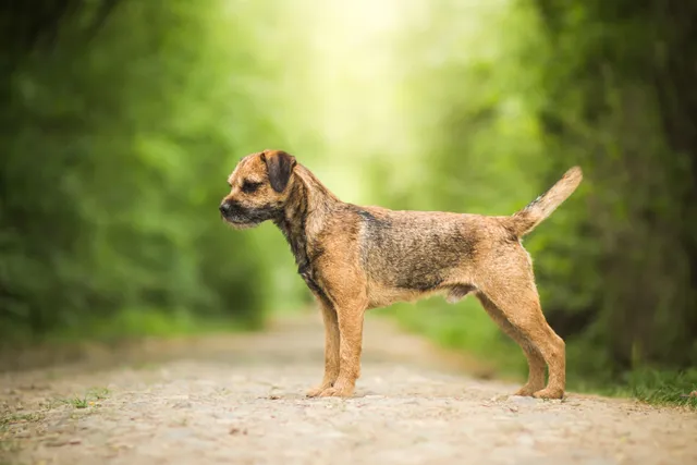 Border Terrier Dog Breed: Info, Pictures, Traits, Care & More