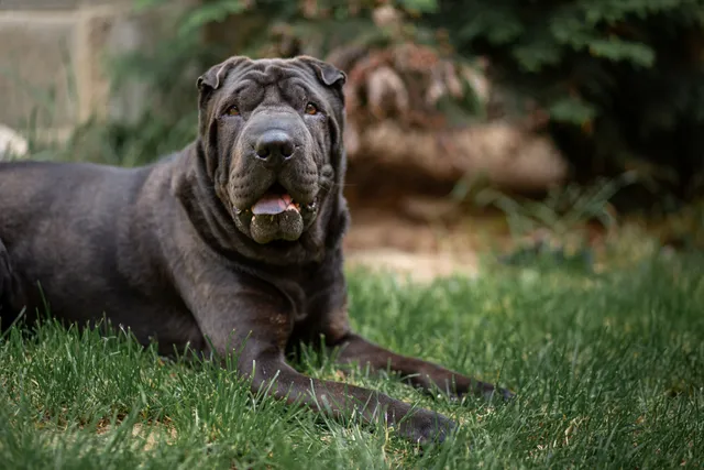 13 Strange Looking Dog Breeds (With Info & Pictures)