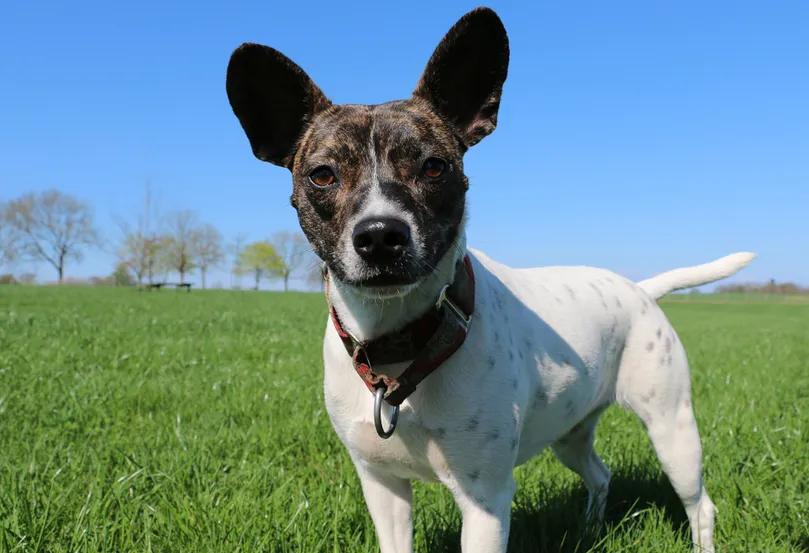 funny mixed dog is standing in the garden and looking into the camera