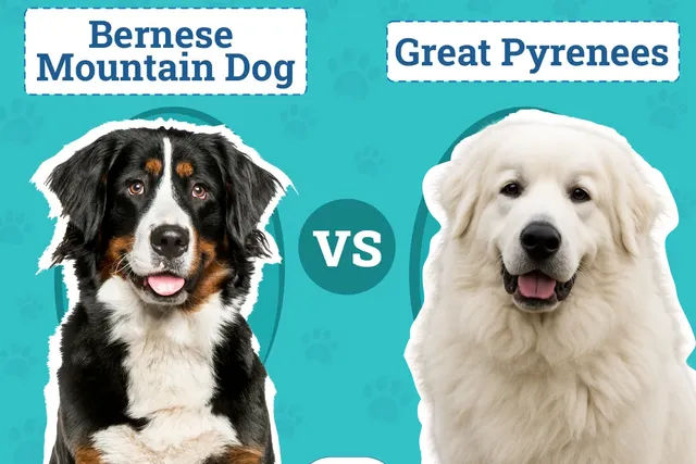 Bernese Mountain Dog vs Great Pyrenees: Key Differences (With Pictures)