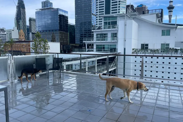 Rural Dogs, City Living: An Unexpected Adventure With Rosa & Mac