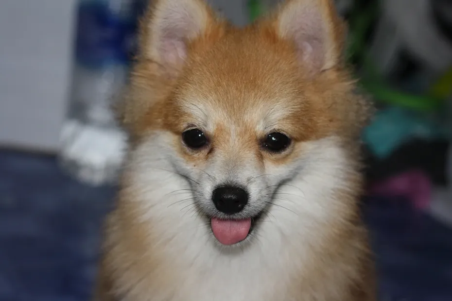 portrait of a pomeranian dog
