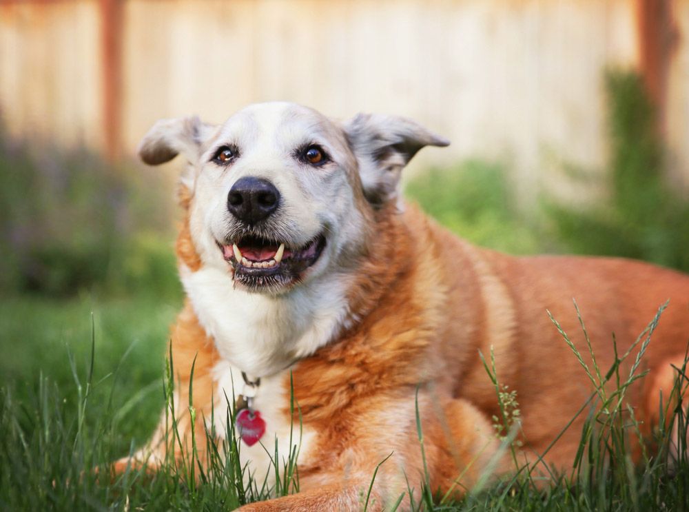 senior dog lying on grass