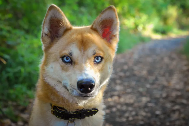 Shiba inu husky mix