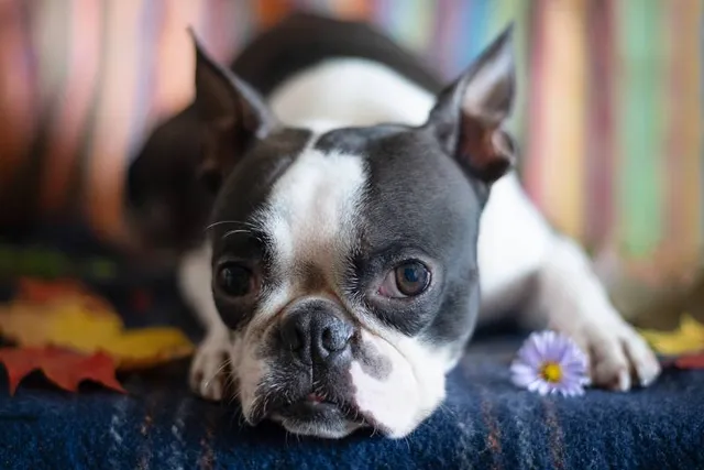 Why Is My Boston Terrier Farting So Much? 6 Vet-Reviewed Reasons