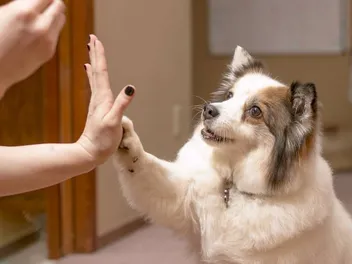 How to Train a Dog at Home: 8 Simple Tips (Vet Approved)