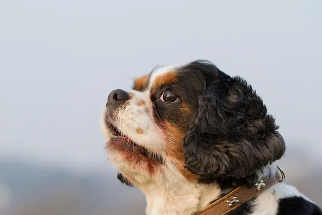 King Charles Yorkie Dog Breed: Info, Pictures, Care & More