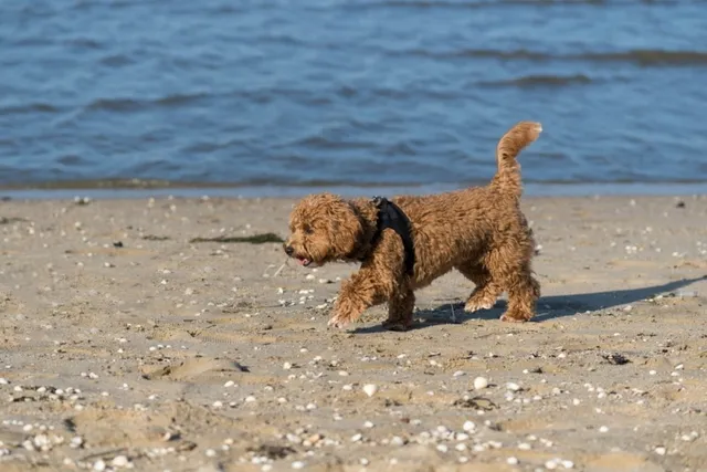 Do Maltipoos like Water? How to Help Them Enjoy The Water