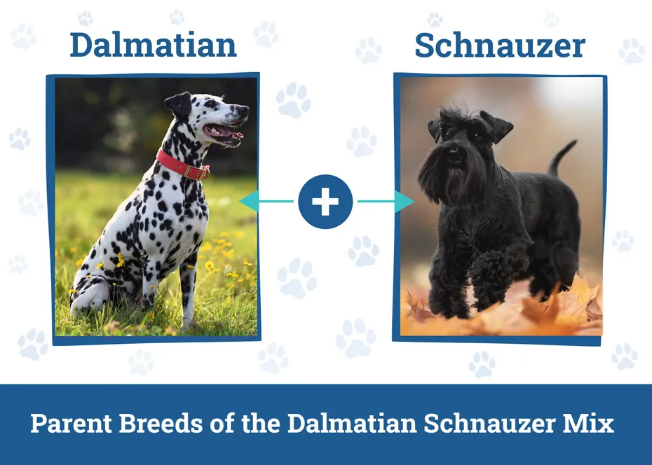 Parent Breeds of the Dalmatian Schnauzer Mix