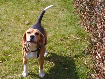 Are Beagles Protective? Breed Temperament Explained