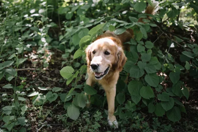 Dog Trancing: What Is It & Why Does It Happen? Vet-Approved Facts