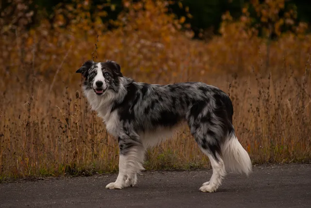 How Aggressive Are Border Collies? Breed Facts & FAQ