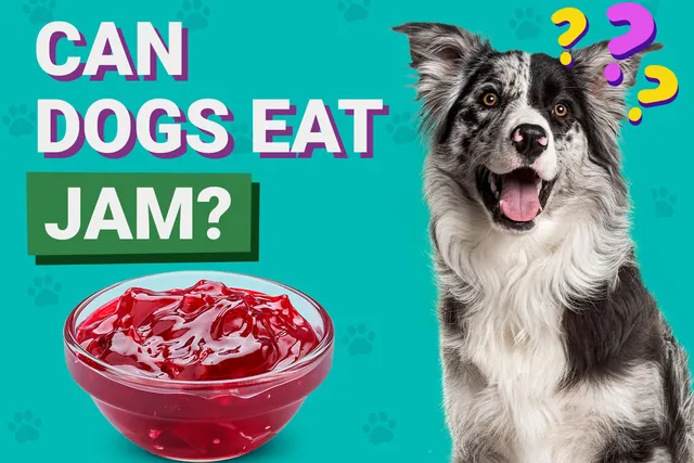 Can Dogs Eat Jam? Vet-Reviewed Potential Health Risks