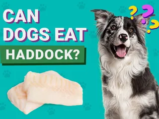 Can Dogs Eat Haddock? Vet-Approved Nutritional Facts & FAQ