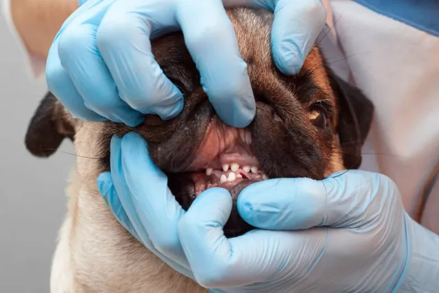 Is a Broken Dog Tooth an Emergency? When To Call the Vet