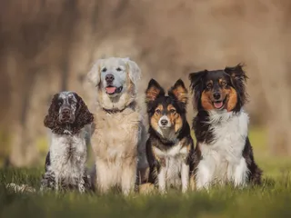 Will Dogs Ever Go Extinct? Why Some Breeds Disappeared