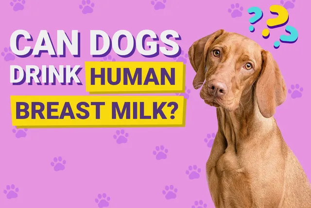 Can Dogs Drink Human Breast Milk? Nutrition & Health Facts