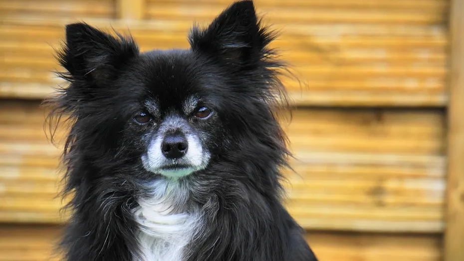 chihuahua, dog, small