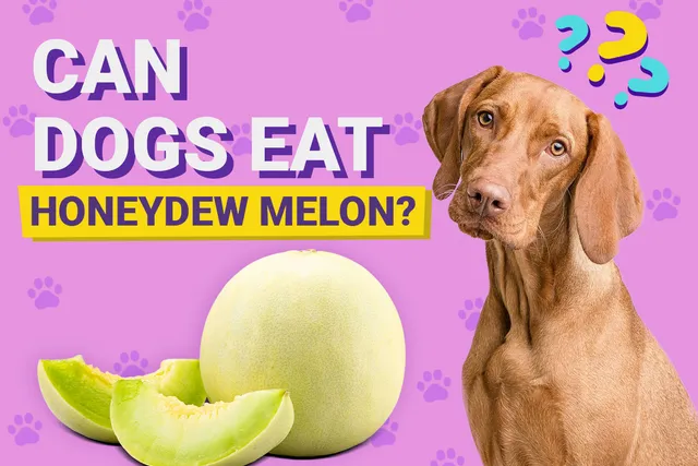 Can Dogs Eat Honeydew Melon? Vet-Verified Nutrition Facts & FAQ