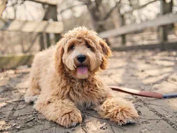What Are Designer Dogs? Interesting Facts & FAQ