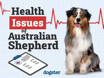 13 Australian Shepherd Health Issues to Know: Vet-Approved Signs & Treatments
