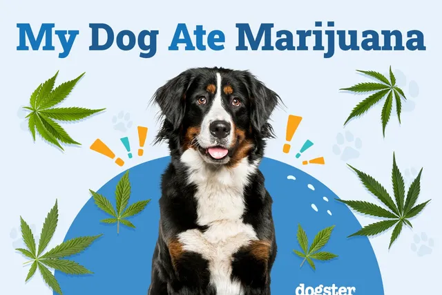 My Dog Ate Marijuana, What Should I Do? Vet-Verified Facts & Recommendations