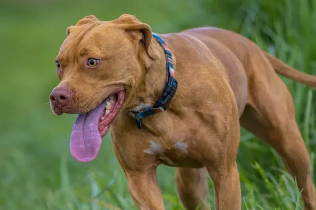 Vizsla Pitbull Mix: Info, Pictures, Temperament & More