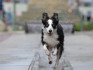 How Fast Are Border Collies? Vet-Reviewed Speed Comparison & FAQs
