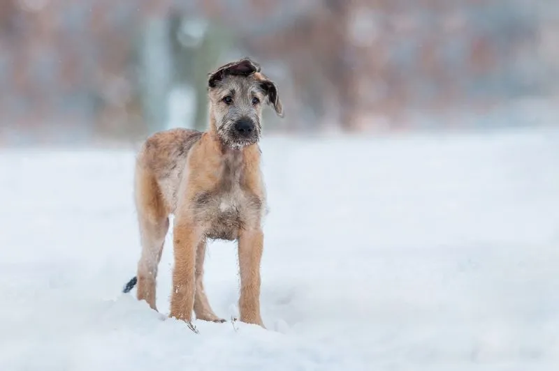 irish-wolfhound-puppy-standing-in-the-snow