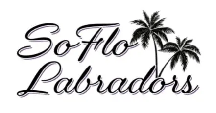SoFlo Labradors