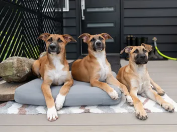 How Old Is 3 in Dog Years? Vet-Approved Guide to Each Size of Dog