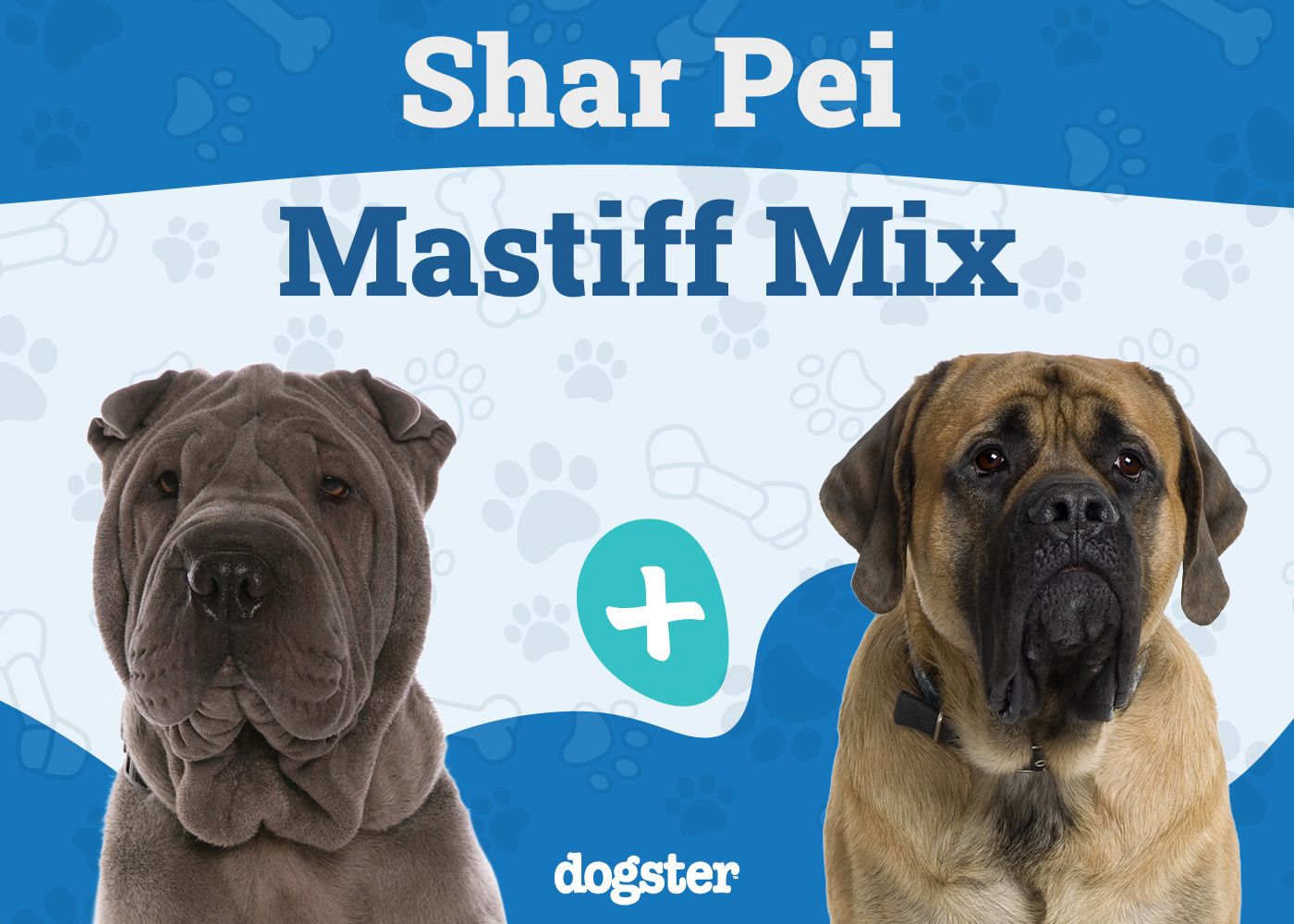 Shar Pei Mastiff Mix